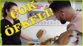 BOL ÇIĞLIKLI MUAYENE(Çok Sinirli Kedi)