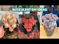 7 Succulent DIY Ideas | 7 Ý tưởng trang trí sen đá | 多肉植物| 다육이들 | Suculentas