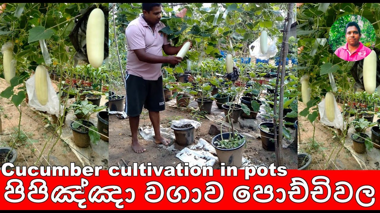 පිපිඤ්ඤා වගාව පොචිචිවල   Cucumber cultivation in pots,ගෙවතු වගාව ,gewathu wagawa ,kabanika wagawa,