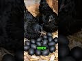 This Chicken Is 100% Black 😳🖤 #shorts
