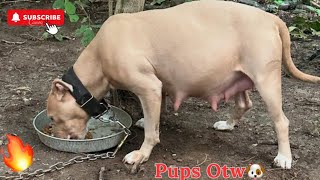 13 Days Left Until My Apbt Drop Her Puppies Why I Got Denied For Monetization