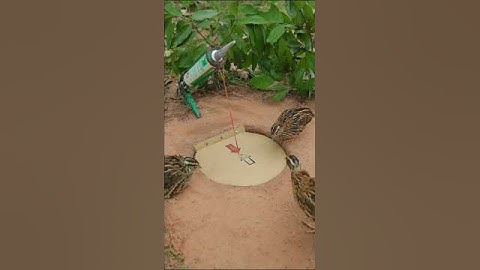 DIY technique bird trap easy - quail trap #shorts #simple bird trap