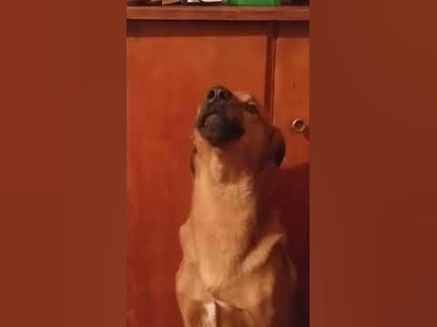 жыл был пес - YouTube