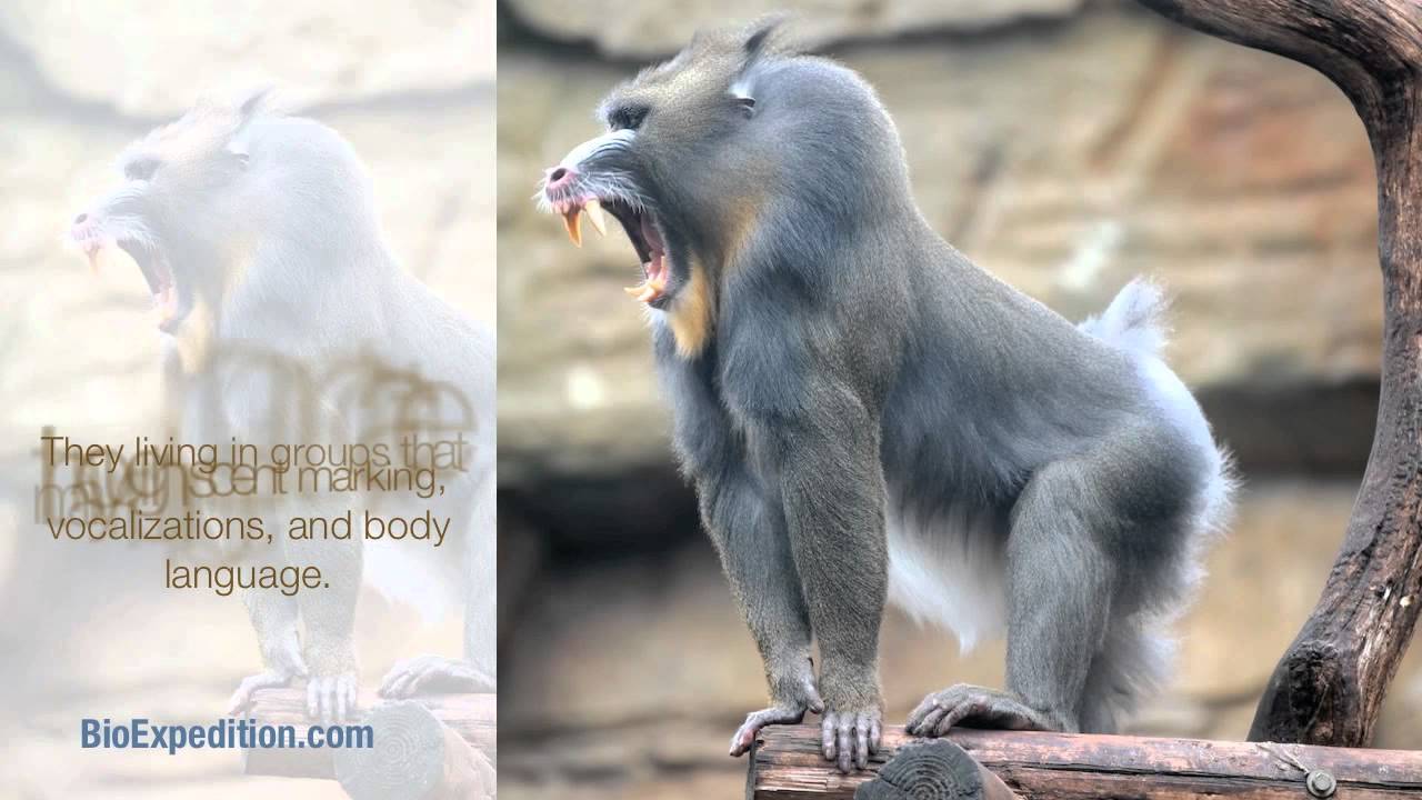 information about mandrill youtube
