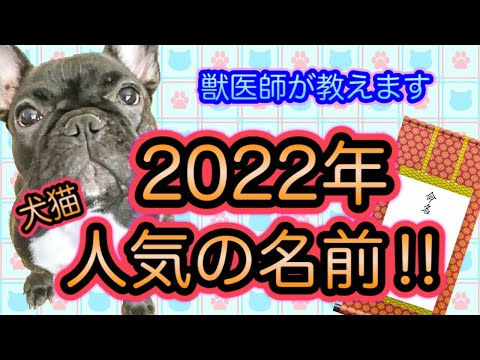 【2022年おすすめ】犬猫の人気の名前ランキング‼︎獣医師がワンちゃんねこちゃんの命名方法を解説、-2021年のランキングのまとめあり、人気1位はどんな名前？-