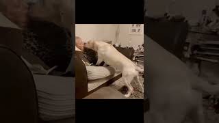 Funny Dog Moments That Will Make You Laugh 😂 #funny #dogs