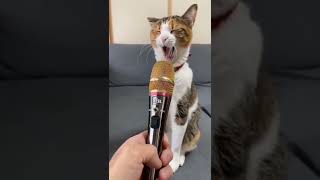 Şarkıcı Kedi Resimi