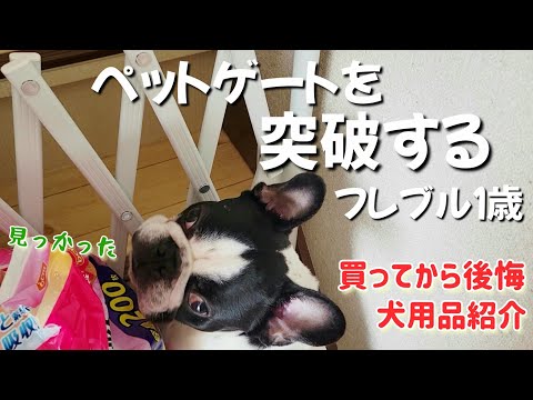 買って失敗！フレブルには向いていなかったペットゲート/フェンスのご紹介【フレンチブルドッグ１歳３ヶ月】