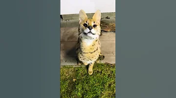 Боевое ранение: что случилось с глазом сервала Одина? 🙀