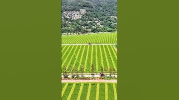 Rice Pollination Techniques For Seeds Production #farming #agriculture