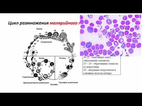 Цикл размножения малярийного плазмодия