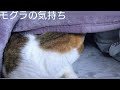 わたしの巣穴♡