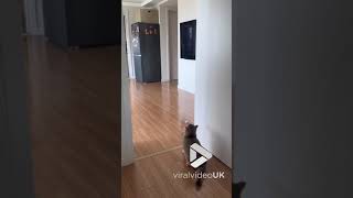 Cat tries to topple fridge || Viral Video UK