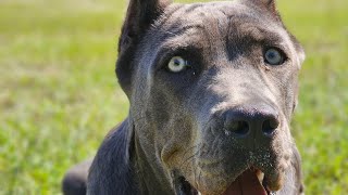 Huge 7 month old Cane Corso