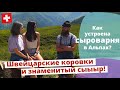 Как устроена сыроварня в Швейцарских Альпах // Sennerei und Alpbetrieb auf der Alp Tamons