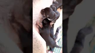 Breastfeeding Time For Puppies | Glue Lover Breastfeeding Time For Puppies | Glue Lover