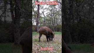 Jabalina (Sus scrofa) atraviesa el robledal mientras busca alimento bajo la hojarasca.
