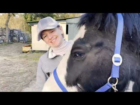 DMSO für Tiere