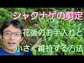 [最も欲しかった] 石楠花 花後の手入れ 161248-石楠花 花後の手入れ