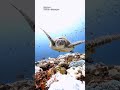 MENGAPA BAYI PENYU TIDAK BOLEH DI BAWA KE LAUT?