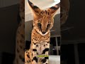 El Serval: El Felino Más Sorprendente de África
