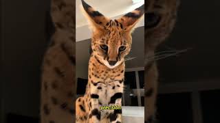 El Serval: El Felino Más Sorprendente de África