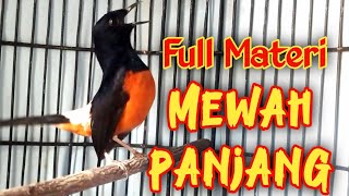 Download Lagu PANCINGAN AMPUH MURAI BATU GACOR FULL ISIAN, SEKALI DENGAR MURAI APAPUN RESPON NEMBAK PANJANG MP3 Download Lagu PANCINGAN AMPUH MURAI BATU GACOR FULL ISIAN, SEKALI DENGAR MURAI APAPUN RESPON NEMBAK PANJANG MP3