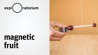 Explore diamagnetism and paramagnetism | Magnetic Fruit - Science Snack activity