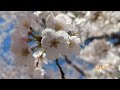 春の訪れ 東京の桜 旅人まさ tyt masa