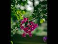 abu toha mohammad adnan #shortvideo #islamicvideo