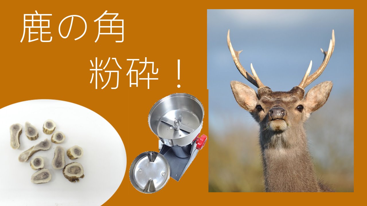 鹿の角 鹿の角【天然 角 鹿 数量限定 福岡県 大任町 ふるさと納税 送料無料