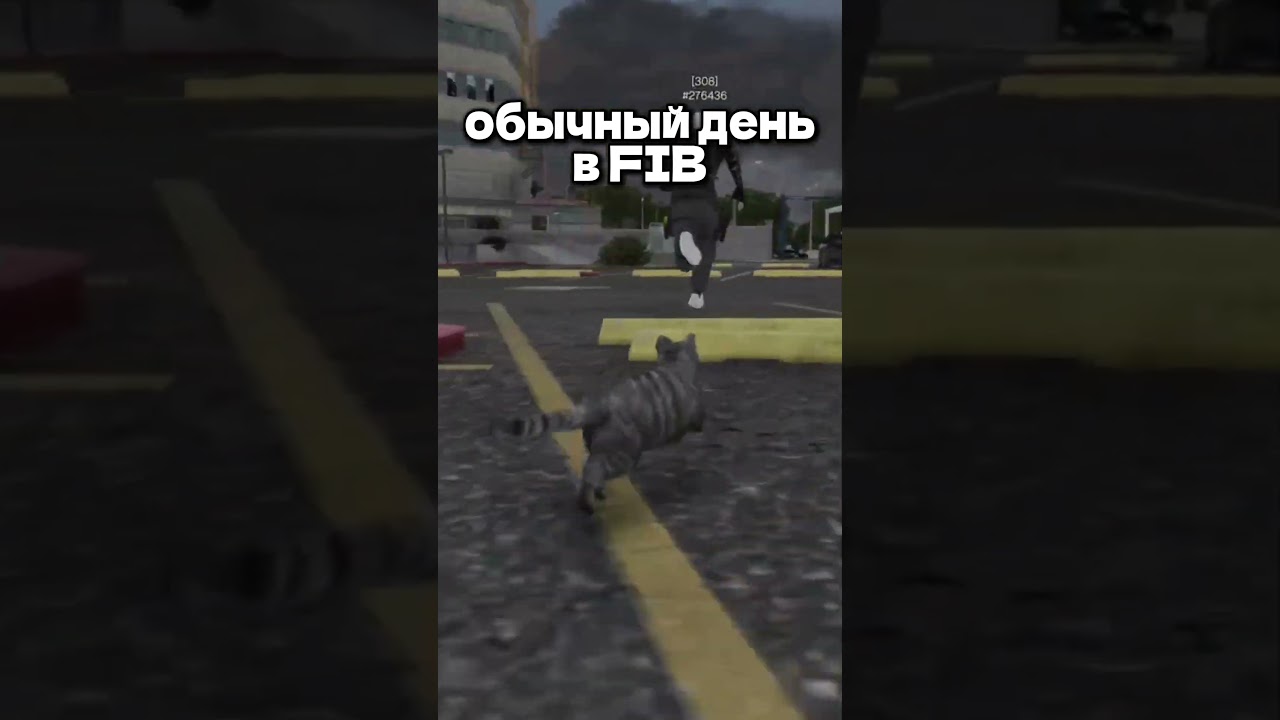 Обычный день с котами в фибах на маями  