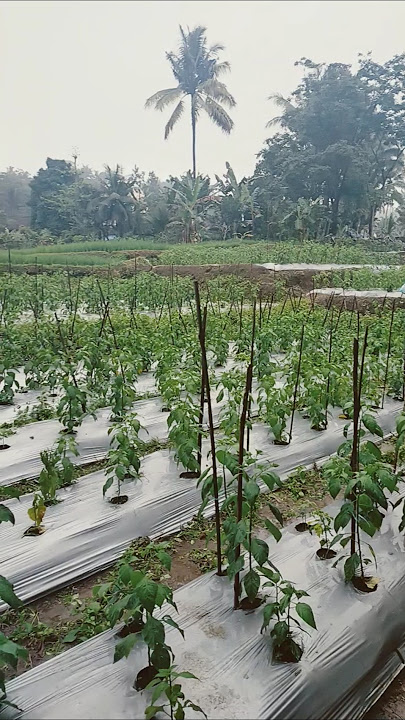 QS Ar-Rahman Maka, nikmat Tuhanmu manakah yang kamu dustakan (wahai jin dan manusia)?' #nikmathidup