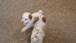 Miniature Poodle Puppies For Sale