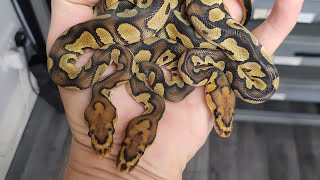 Chocolate Hypo Clown Clutch Reveal