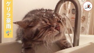 お水を飲みたかった猫ちゃん、ゲリラ豪雨にあう…【PECO TV】