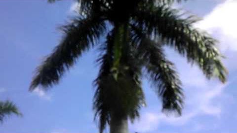 Cleaning up seed pods from a royal palm #2