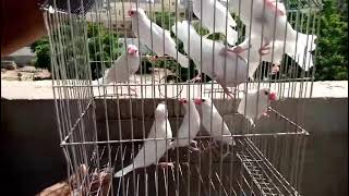 ALBINO JAVA RED EYES. UZ_BIRDS_AVIARY