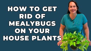 How To Get Rid Of Mealybugs On Your House Plants