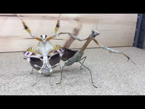 Praying Mantis Dance