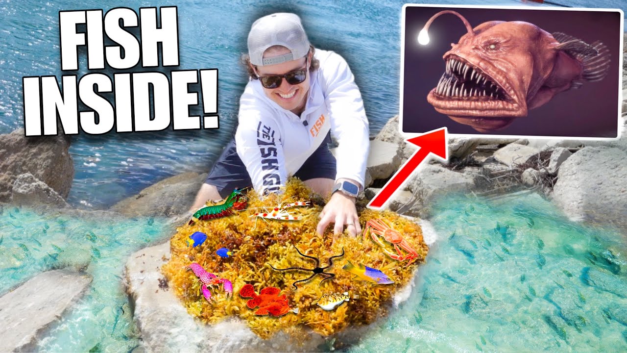 Finding SEA CREATURES In Beach SEAWEED For My Strange SALTWATER ANGLER finding-sea-creatures-in-beach-seaweed-for-my-strange-saltwater-angler