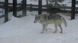 オオカミ滑り台〜Wolf slide