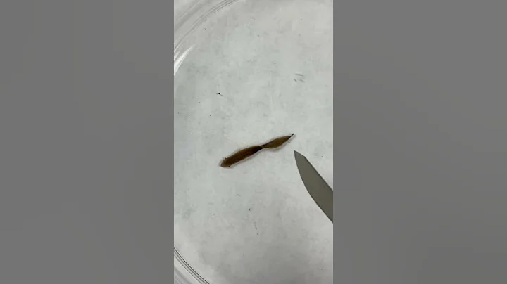 Cutting Planarian - DayDayNews