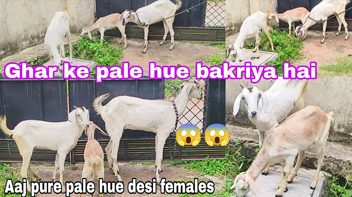 Home made yellow desi goat is available in pahadi Sharif in Hyderabad