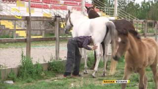 Rahvan At Yetiştiriciliği