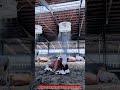 Cow Cooling Mist System : How Smart Barns Keep Cattle Comfortable