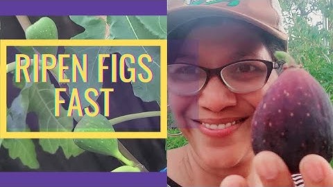RIPEN FIGS BEFORE YOUR FIRST FROST