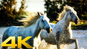 4k horse running and slow motion video collection | horse video collection