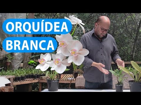 Vídeo: Orquídea flores brancas: foto e descrição