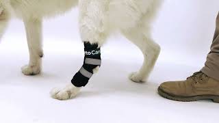 ✅Hock splint brace Ortocanis |